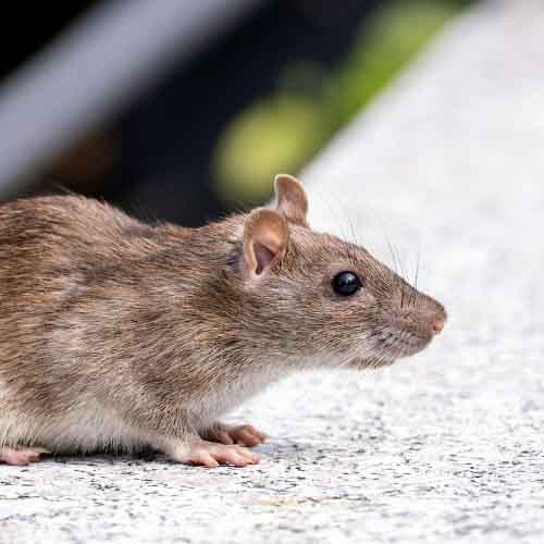 Infestation de rats