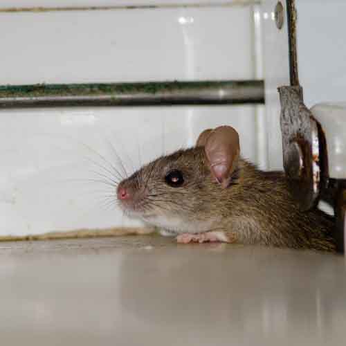 Infestation rat