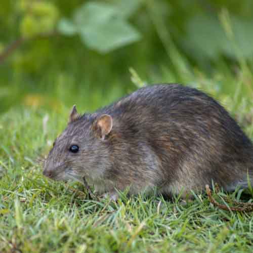 Solutions anti-rats