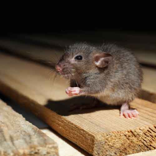 Souris et rats